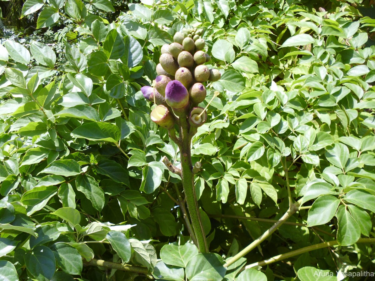 Oroxylum indicum (L.) Kurz